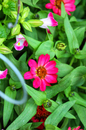 A cheerful pink Zinnia bursts forth, its petals glowing against the backdrop of vibrant green leaves.  Summer's gentle warmth and beauty are captured in this enchanting scene.の写真素材