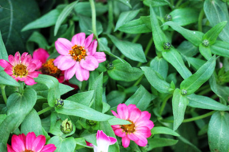 Delicate pink zinnias burst forth amidst vibrant green foliage, creating a tranquil and cheerful garden tableau.  Their soft petals are bathed in natural light.の写真素材