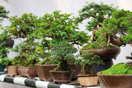 A captivating row of meticulously groomed bonsai trees in various sizes and earthy pots.  The lush greenery and serene atmosphere create a peaceful scene.の写真素材