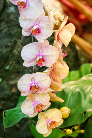 A stunning cascade of pastel orchids hangs gracefully, their soft petals bathed in sunlight. The vibrant blooms create a serene and enchanting atmosphere.の写真素材