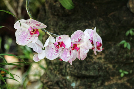 Delicate pink and white orchids gracefully bloom against a dark, textured tree trunk.  The soft light creates a serene, natural scene.の写真素材