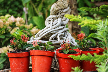 Charming red Ixora flowers in vibrant orange pots sit serenely near intricately woven tree roots.  The lush green backdrop creates a peaceful and natural atmosphere.の写真素材