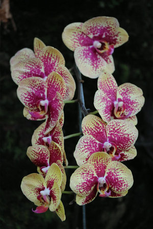 A stunning cluster of Phalaenopsis orchids, their delicate yellow petals speckled with vibrant crimson, creates a captivating display of natural elegance. The soft lighting enhances their beauty.の写真素材