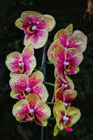 A captivating cluster of orchids, their yellow petals splashed with magenta speckles, hangs elegantly.  The rich colors and intricate details create a lush, exotic mood.の写真素材