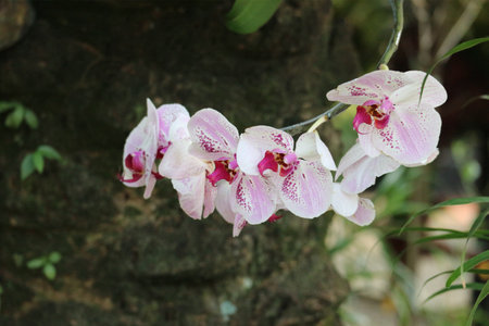 Delicate pink and white orchids gracefully bloom against a dark, mossy backdrop. Their speckled petals create a serene and tranquil scene.の写真素材