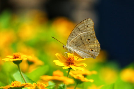 A delicate butterfly rests gently on a vibrant yellow flower, surrounded by a field of sunny blooms.  The scene is peaceful and evokes a sense of calm.の写真素材
