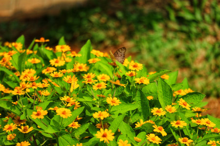 A brown butterfly rests gently amidst a vibrant field of cheerful yellow daisies, bathed in warm sunlight. The scene evokes a tranquil, sunny mood.の写真素材