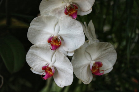 Close-up of pristine white Phalaenopsis orchids, their delicate petals and vibrant pink centers create a tranquil and elegant scene.の写真素材