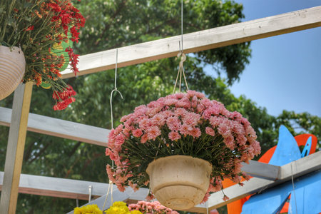 Under a bright sky, delicate pink chrysanthemums spill from hanging baskets, creating a tranquil and cheerful atmosphere. The vibrant blossoms contrast beautifully against the wooden pergola.の写真素材