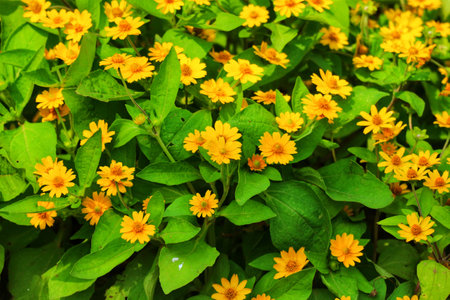 A profusion of sunny yellow daisies bursts forth, their bright petals contrasting beautifully against lush green foliage. The scene exudes warmth and summer joy.の写真素材