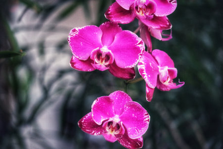 Close-up view of exquisite pink orchids, their petals richly hued and delicately textured. A moody, romantic atmosphere is created by the dark background.の写真素材