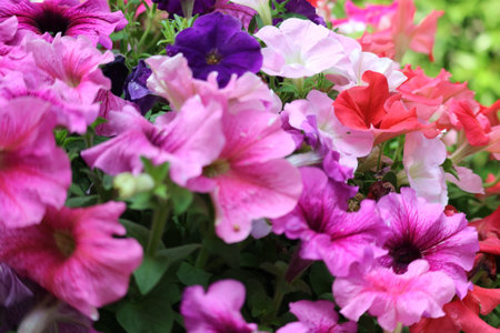 A captivating array of petunias in various shades of pink, purple, and red create a lively and cheerful floral display. Their delicate petals glow, exuding warmth and beauty.の写真素材