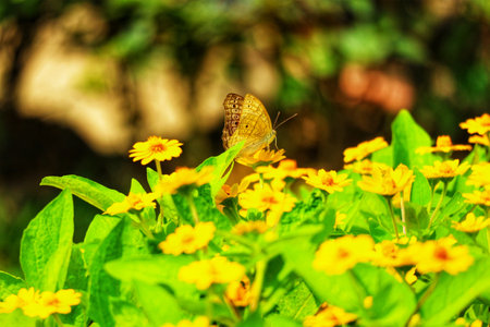 A delicate butterfly rests on a cluster of bright yellow flowers bathed in sunlight. The scene is peaceful and idyllic, a vibrant burst of summer's beauty.の写真素材