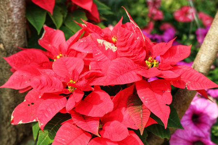 Lush red poinsettias bask in sunlight, their vibrant petals creating a joyful, festive scene.  A touch of warmth and holiday cheer.の写真素材