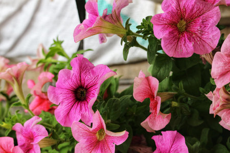 Close-up view of lush pink petunias, their petals delicately unfolded, bathed in soft light. A vibrant and enchanting floral scene.の写真素材