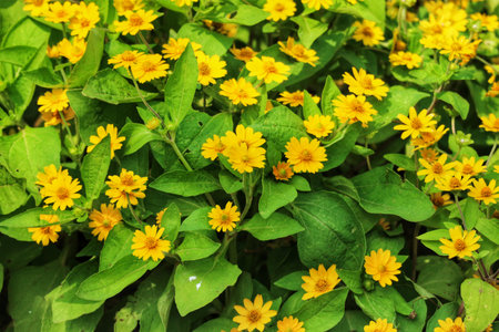 A captivating burst of sunny yellow! Hundreds of cheerful sunflowers bloom densely, creating a joyful, vibrant meadow scene. Lush green foliage enhances the cheerful mood.の写真素材