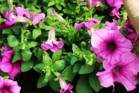 Close-up of a vibrant cluster of pink petunias, their delicate petals unfurling in a sun-drenched garden. A tranquil and charming floral scene.の写真素材