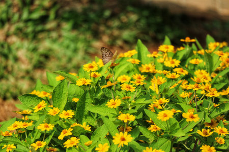 A delicate butterfly rests on a lush field of sunny yellow flowers. The warm light creates a tranquil, joyful mood.の写真素材