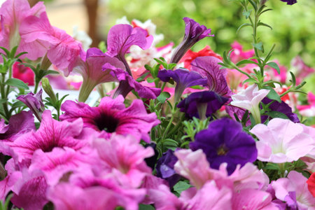 A breathtaking cluster of petunias in various shades of pink, purple, and white. Their delicate petals create a romantic, summery atmosphere.の写真素材