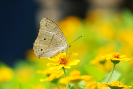 A delicate butterfly rests gently on a vibrant yellow flower, surrounded by a field of sunny blooms. The scene evokes a sense of calm and natural beauty.の写真素材