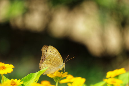 A delicate pale butterfly rests gently on vibrant yellow flowers, bathed in soft sunlight. The peaceful scene evokes a tranquil, natural mood.の写真素材