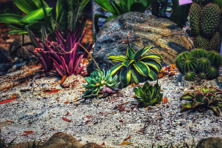 A captivating scene unfolds: sun-drenched succulents and cacti thrive in a sandy desert garden.  Their vibrant colors and textures create a stunning, almost surreal mood.の写真素材