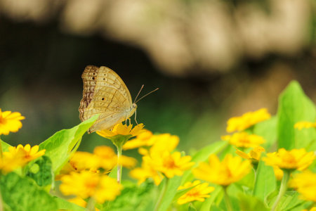 A delicate, pale butterfly rests gently on a vibrant yellow flower, surrounded by a sea of sunny blooms.  The tranquil scene evokes a peaceful summer day.の写真素材