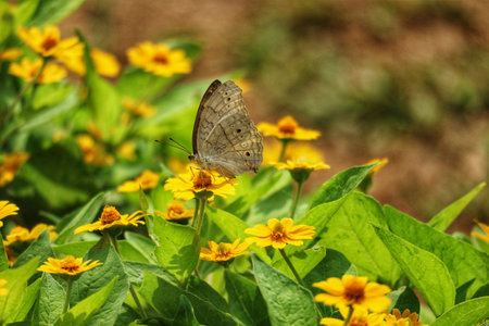 A delicate butterfly rests on vibrant yellow zinnia flowers, bathed in sunlight. The scene evokes a calm, peaceful summer day in a tranquil garden.の写真素材