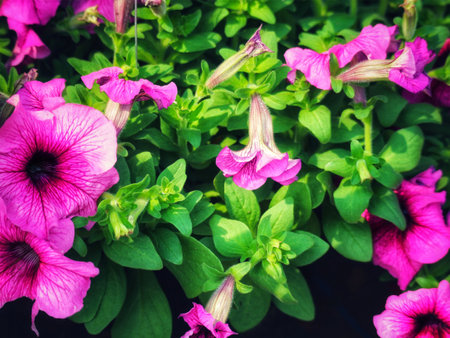 Sun-drenched pink petunias burst with color, their delicate petals creating a captivating summer scene. Lush green foliage adds depth to this enchanting floral display.の写真素材