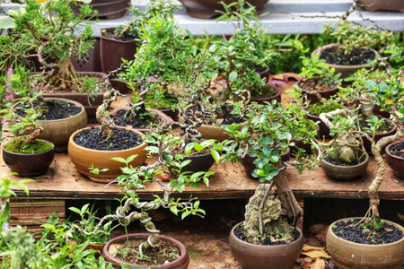A captivating array of bonsai trees, meticulously crafted and displayed in rustic earthen pots, evokes a tranquil and peaceful atmosphere.  Their lush green foliage and twisting branches create a stunning visual scene.の写真素材