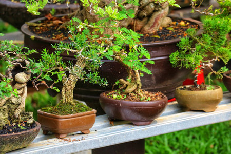 A peaceful arrangement of bonsai trees in earthy brown pots, showcasing their intricate details and tranquil beauty.  The lush green foliage contrasts beautifully with the rich brown, creating a serene and calming atmosphere.の写真素材