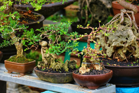A captivating display of meticulously crafted bonsai trees, their vibrant green foliage contrasting beautifully with the rustic brown pots and weathered stones, creating a tranquil and artistic scene.の写真素材