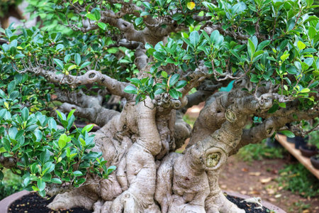 A captivating bonsai tree with vibrant green leaves and a thick, gnarled trunk. Its intricate branches create a serene and peaceful atmosphere, showcasing the art of bonsai.の写真素材