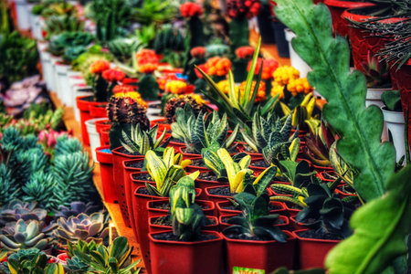 A captivating array of succulents in terracotta pots. Vivid colors and textures create a lively, vibrant scene.  Perfect for plant lovers!の写真素材