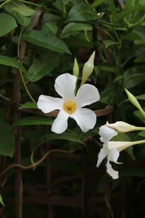 A delicate white Mandevilla flower shines, its petals softly illuminated.  Surrounded by lush green leaves and a rustic trellis, it evokes a tranquil garden mood.の写真素材