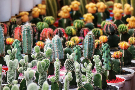A captivating scene unfolds with numerous cacti in various sizes and colors, showcasing their unique textures and vibrant hues. The mood is peaceful and serene, creating a tranquil atmosphere.の写真素材