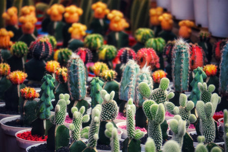 A captivating display of colorful cacti in various shapes and sizes.  Their vibrant hues and textures create a lively, enchanting scene.の写真素材