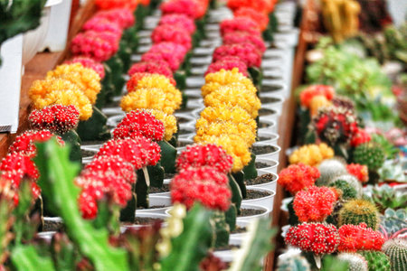 Rows of tiny cacti in red and yellow burst with color, creating a cheerful and vibrant scene.  Their vibrant hues stand out against the green foliage and simple white pots.  A captivating display!の写真素材