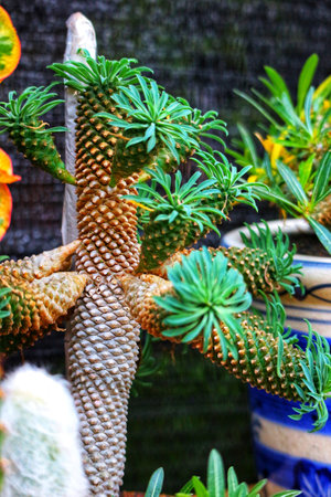 A captivating Euphorbia plant, showcasing its unique, pineapple-like structure and vibrant green foliage. The warm gold tones add a striking contrast, creating a lush, exotic feel.の写真素材