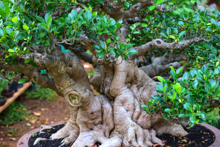 A captivating bonsai tree, its aged trunk gnarled and textured, showcases vibrant green foliage.  The serene scene evokes a sense of peace and tranquility.の写真素材