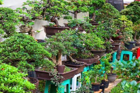 Discover a captivating array of meticulously crafted bonsai trees, their lush green foliage and intricate branching creating a peaceful and calming atmosphere.  Brown pots, vibrant green leaves.の写真素材