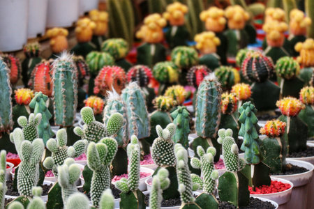 A captivating collection of cacti in various colors and textures basks in sunlight, creating a lively and enchanting scene.  The small pots add a charming touch.の写真素材