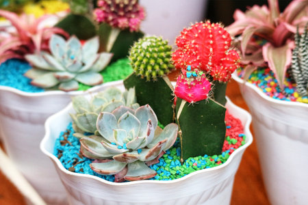 A captivating display of colorful succulents and cacti in white pots, nestled in vibrant blue and green gravel.  The scene is cheerful and bright, showcasing a variety of textures and shapes.の写真素材