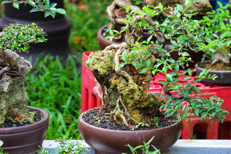 Intricate bonsai tree thrives in a rustic pot, its roots weaving through mossy rock, creating a tranquil and captivating scene.の写真素材