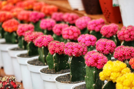 Rows of brightly colored Gymnocalycium cacti in white pots create a cheerful and vibrant scene.  Pink and yellow blooms stand out, a joyful splash of color.の写真素材