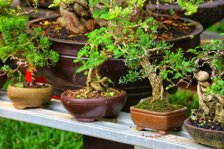 A tranquil scene unfolds with several bonsai trees in rustic brown pots, their lush green foliage creating a peaceful, natural ambiance.  The intricate details highlight the artistry.の写真素材