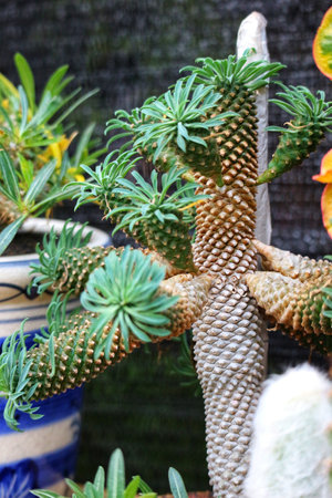 Behold this captivating succulent! Its intricately textured, pineapple-like stem supports vibrant green foliage, creating a visually stunning and exotic scene.の写真素材