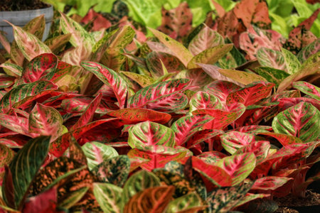 A captivating array of Aglaonema plants bursts with vibrant red and green hues. Their speckled leaves create a lush, vibrant scene, full of life and color.の写真素材
