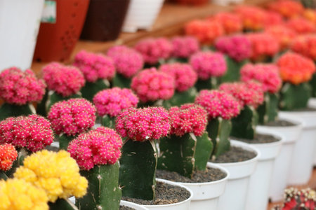 A captivating array of Gymnocalycium cacti in vibrant pink and yellow hues, blooming beautifully in neat white pots.  The scene is cheerful and bright, exuding a cheerful, garden-fresh vibe.の写真素材
