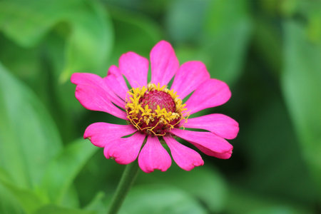 A single, vibrant pink zinnia stands out against a lush green backdrop. Its delicate petals and yellow center are beautifully detailed, creating a serene and peaceful mood.の写真素材
